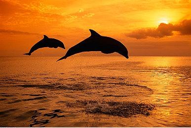 育碧解释《阿凡达：潘多拉边境》为何不登陆旧主机